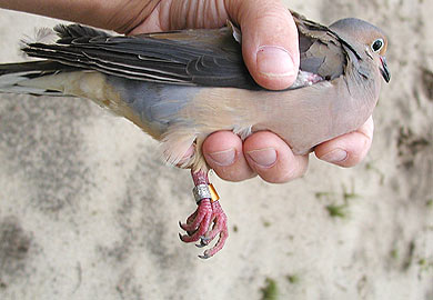 Banded dove