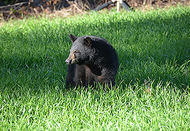 SCDNR biologists say that dealing with bears in the Upstate is a neighborhood problem, and neighbors need to work together. If a neighborhood hears of a bear in the area, everyone should take their bird feeders down and leave them down. (SCDNR photo/Greg Lucas)