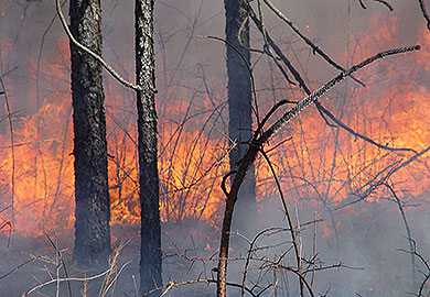 Prescribed fire, often associated with longleaf pine forests, can be an effective management tool for stands of shortleaf pine as well. Open stands of shortleaf, often mixed with other desirable species of pine and hardwoods, can also provide prime turkey, quail and small game habitat if burned properly.