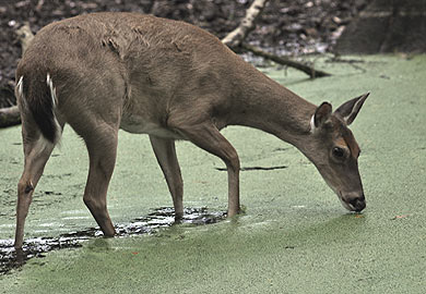 SCDNR has partnered with Auburn University for years to conduct deer studies. 
