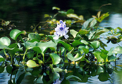 Water hyacinth is an invasive aquatic plant that occurs sporadically throughout the state with the major concentrations in the coastal plain. It is illegal to purchase, sell, possess, propagate or distribute this plant. SCDNR photo