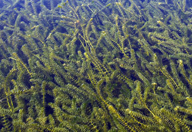 Millions of dollars have been spent to control the growth of invasive plants like hydrilla in South Carolina�s lakes and rivers.