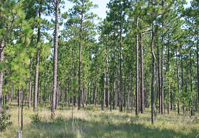 Longleaf pine once dominated 60-90 million acres of the Southeast, including much of South Carolina. The Longleaf Alliance, an organization whose main purpose is restoring longleaf pine to its historic range, will hold its 11th Biennial Conference Nov. 1-4 in Savannah, Ga. (Photo courtesy of The Longleaf Alliance)