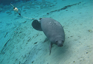 A manatee is shown with a radio transmitter tag. Coastal residents and visitors are encouraged to report all manatee sightings online, and DNR will be keeping close tabs on one manatee in particular. (Photo courtesy of Sea to Shore Alliance)