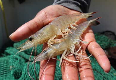 Shrimp-baiting season will open at noon on Friday, Sept. 9 in South Carolina waters. DNR biologists report that if all current trends hold, 2016 could be a very good year for South Carolina shrimping. (DNR photo by Erin Weeks)