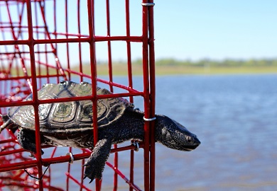 While large blue crabs are what most crabbers hope to see when they pull up their crab trap, sometimes other marine animals such as the diamondback terrapin are captured.  DNR is seeking crabbers to help it improve the design of a device that will help reduce the unwanted catch of animals like the terrapin. (DNR photo by Erin Weeks)