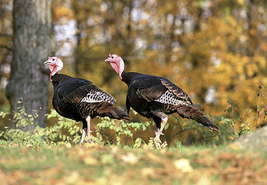 DNR will conduct a Summer Turkey Survey in July and August to estimate wild turkey reproduction, and the state natural resources agency is seeking volunteers to help.