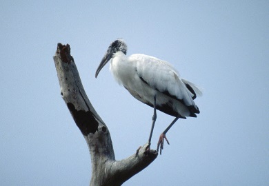 Surveys show there were 2,512 wood stork nests in South Carolina in 2016.  Photo courtesy of U.S. Fish & Wildlife Service