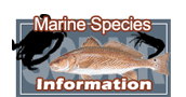 Marine Species Information
