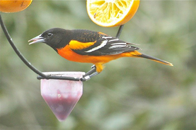 An adult male Baltimore oriole visits a feeder in Meggett, S.C. [photo courtesy Cherrie Sneed]