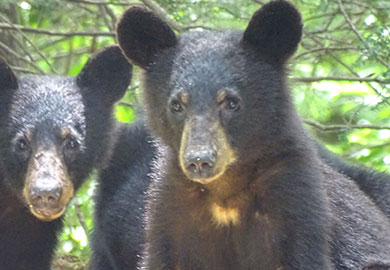 Black bears - photo by John Hains