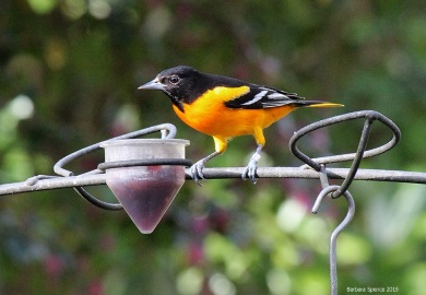 A Baltimore oriole (adult male) visits a feeder on James Island in Charleston County. (Photo by Barbara Spence)