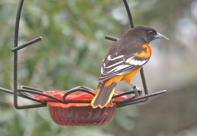 SCDNR will conduct an annual Baltimore Oriole Winter Survey Feb. 16-19 in conjunction with the Great Backyard Bird Count. The state natural resources agency is interested in the status and distribution of these colorful songbirds that have begun wintering in the Palmetto State. Orioles by nature have a 'sweet tooth,' and their favorite bird-feeding food by far seems to be grape jelly. (Photo by Cherrie Sneed)