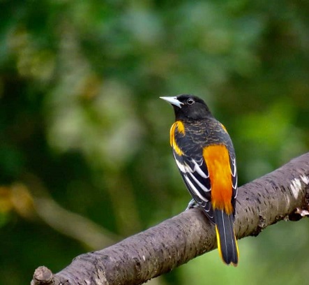 This male Baltimore oriole was photographed near a feeder in Mt. Pleasant. SCDNR will conducted the annual Baltimore Oriole Winter Survey Feb. 12-15, in conjunction with the Great Backyard Bird Count. (Photo by Craig Watson)