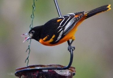 An adult male Baltimore oriole eats grape jelly at a feeder. For the third year in a row, a survey showed South Carolina with the largest number of wintering Baltimore orioles in the United States. (Photo by Jerry Kerschner)