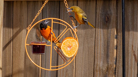 An adult male and an immature Baltimore oriole look as if they're talking about a sweet treat from a feeder in North Charleston. (Photo by David Ramage)