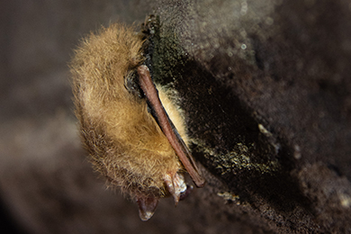 Tri-colored bat exhibiting symptoms of White Nose Syndrome found in Stumphouse Mountain Heritage Preserve cave. (Taylor Main/SCDNR)