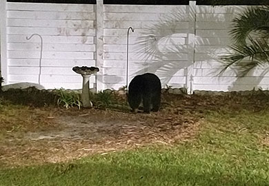 A bear in one of South Carolina's northern coastal counties raids a homeowner's bird feeder. (photo by Kathy Beck courtesy SCDNR)