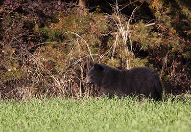 Black bear walking through woodsy area
