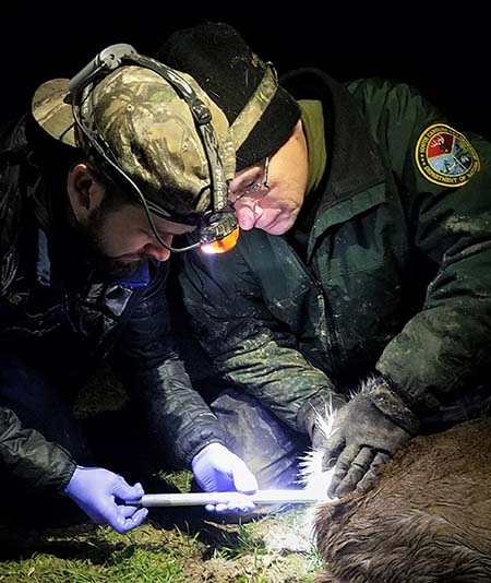 Charles Ruth, SCDNR Big Game Program Coordinator (right) assists Clemson PhD student, Mike Muthersbaugh, with implantation of a VIT transmitter in a White-tailed deer doe on a research project in McCormick, S.C.