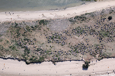This aerial photograph shows terns nesting on Crab Bank Seabird Sanctuary in 2015. [SCDNR photo by Christy Hand]