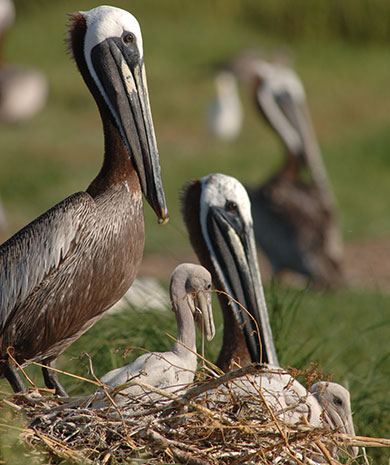 Restoration of Crab Bank will provide critical nesting habitat for brown pelicans and other coastal bird species in Charleston Harbor. [SCDNR photo by Michael Foster]
