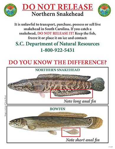 Do not release Northern Snakehead