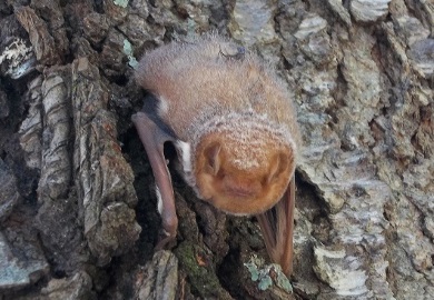 Eastern Red Bat holds onto tree. (Credit: SCDNR photo by Mary Bunch)