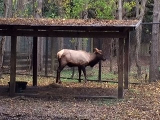 The now-infamous wandering elk that visited rural neighborhoods in the Upstate of South Carolina during November has found a new home as part of an exhibit of Colonial-era wildlife at the S.C. Department of Parks, Recreation and Tourism's Charles Towne Landing State Historic Site. It is being held temporarily in a quarantine pen until SCPRT officials determine it can be safely released into the 