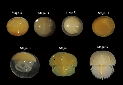 Egg stages of horseshoe crabs.