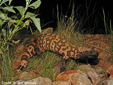 Gila monsters are protected by state law in Arizona and by federal law. - Photo by Jeff Servoss; courtesy USFWS
