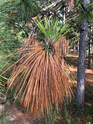 Browning longleaf pine needles