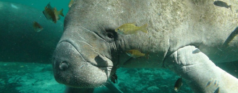 Adult manatees can be suprisingly speedy, reaching nearly 20 miles per hour when swimming in short bursts. (Photo: U.S. Fish and Wildlife Service)