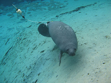This manatee wears a satellite tag to help researchers track its movements (Photo: Clearwater Marine Aquarium Research Institute)