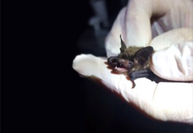 A Northern long-eared bat juvenile is examined during a bat survey. (Photograph by Brent Henry)