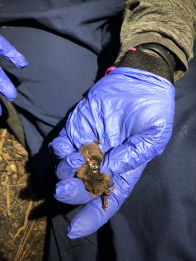 Transmitter placed on captured Northern long-eared bat before being released.