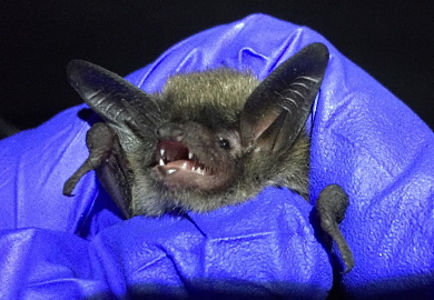 Northern long-eared bats were first discovered in South Carolina’s coastal plain in 2016 [SCDNR photo by Jennifer Kindel]