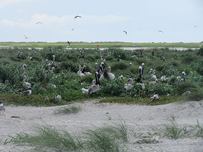 The nesting pelican colony on Deveaux Bank Seabird Sanctuary was the second largest in the Palmetto State in 2019. [SCDNR photo]