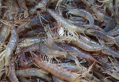 South Carolina is home to two commercially important shrimp species: white shrimp (pictured) and brown shrimp, which are similar in size and taste.