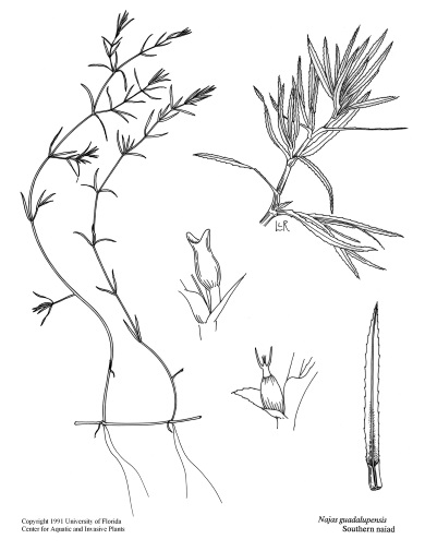 Drawing of Southern naiad are courtesy of the University of Florida/IFAS Center for Aquatic and Invasive Plants.