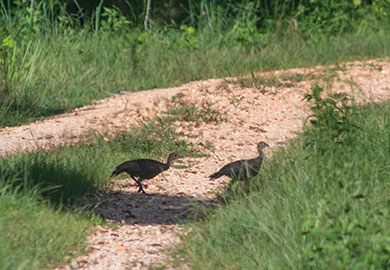 A pair of wild turkey poults approximately 2-3 months old cross a dirt road at the SCDNR�s Wateree Heritage Preserve and WMA. South Carolina is noted for having the purest strain of Eastern wild turkeys. Credit: SCDNR photo . 