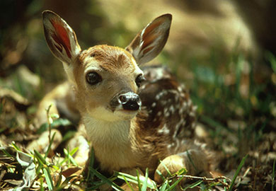 Whitetailed deer - Photo courtesy of U.S. Fish and Wildlife Service..