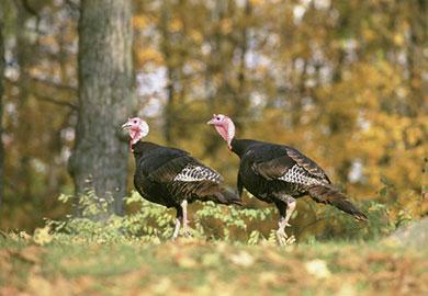 Eastern Wild Turkey - Photo courtesy of U.S. Fish & Wildlife Service