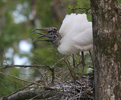 A pair of wood storks. (SCDNR Photo/Christy Hand)