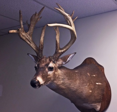 Since 1974, 6,995 sets of antlers have officially been entered into the Antler Records Program.