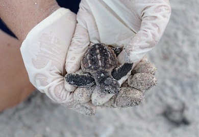 In 2016, nearly 400,000 loggerhead sea turtles hatched on South Carolina beaches. (Photo: E. Weeks/SCDNR)