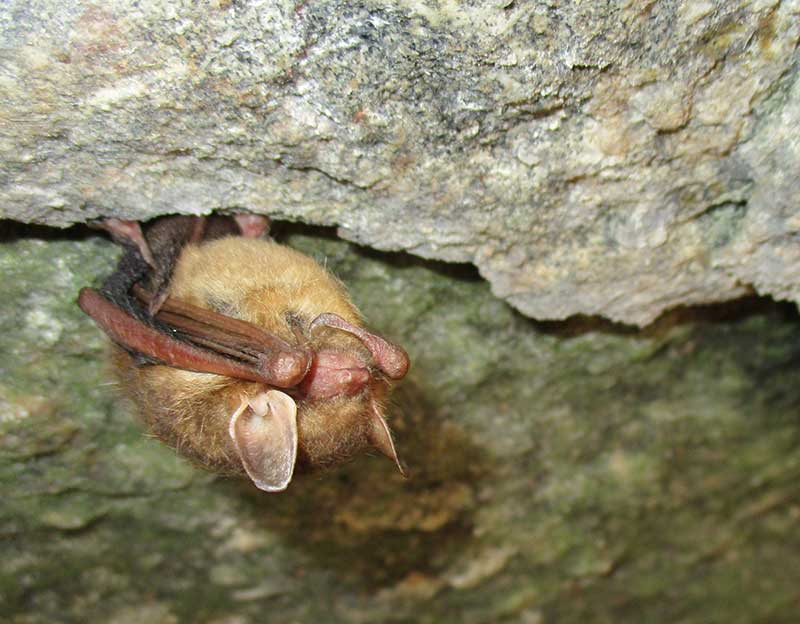 Tri-colored bat without visible signs of the White-nose Syndrome fungus (SCDNR photo)