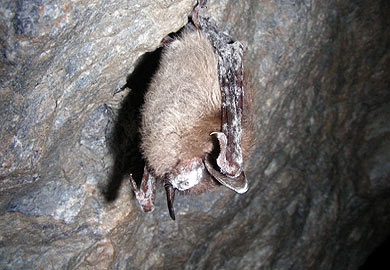 White-nose syndrome, which has decimated some bat species in the Northeast, was confirmed in South Carolina in March 2013.