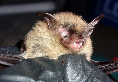 Two northern long-eared bats were recently found in Beaufort County. Historically this federally listed species was known to exist only in Upstate South Carolina.  (Photo by Jason Robinson)