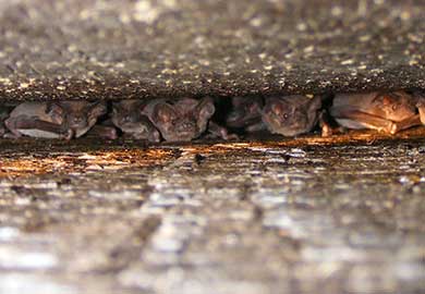 Brazilian  free-tailed bats. SCDNR photo by Mary Bunch.